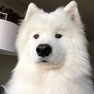 Meet your Posher, Snowy